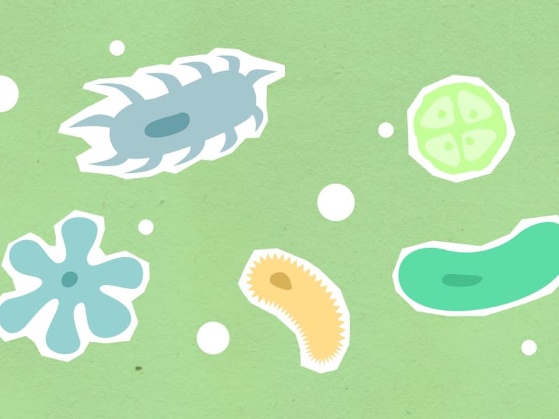 Guide to Diseases Caused by Bacteria in Humans