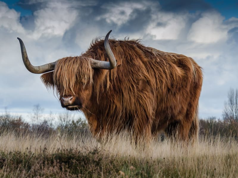 What Is the Full Form of COO? Full Corporate Guide