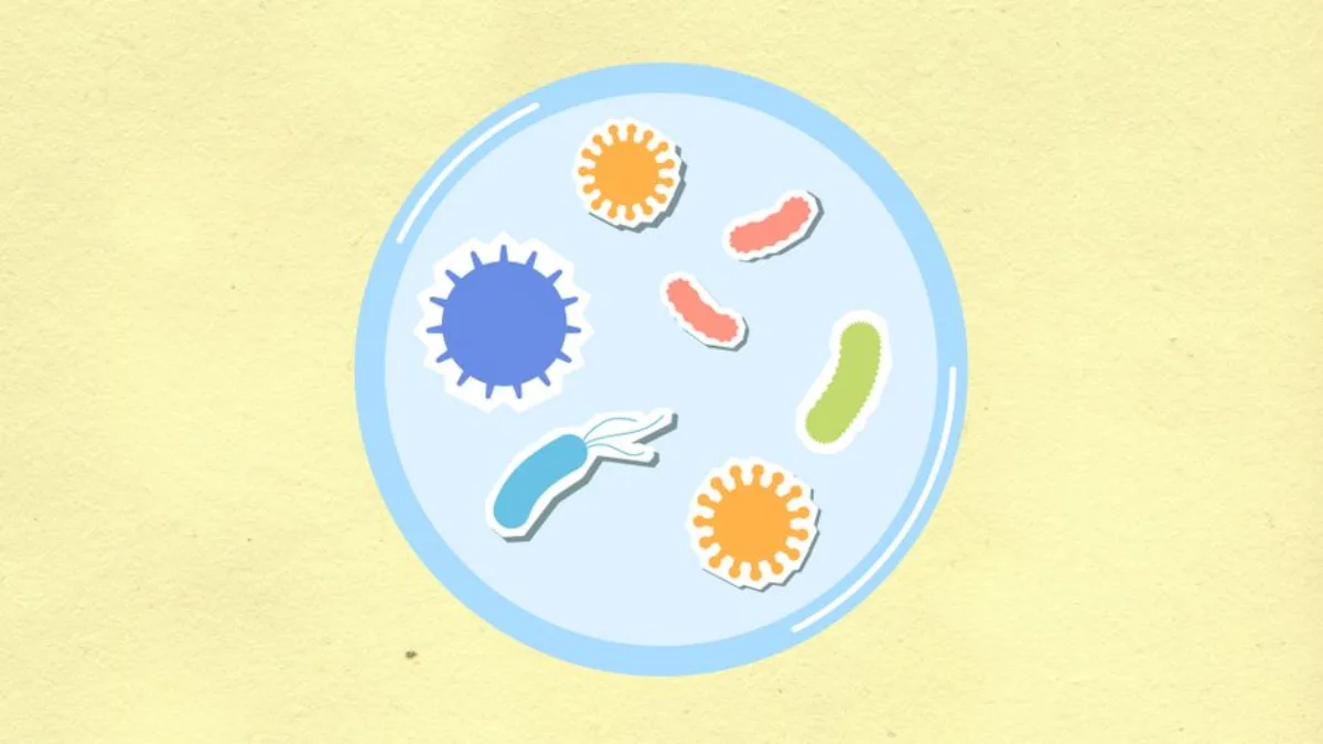 what is the function of the mitochondria